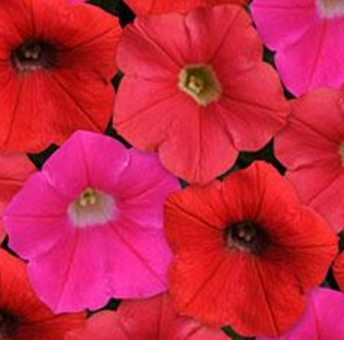 петуния ампельная гибридная            Petunia х hibrida